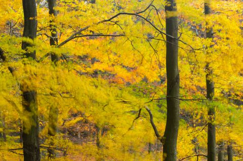 Wind zorgt voor bewegingsonscherpte in beukenbos