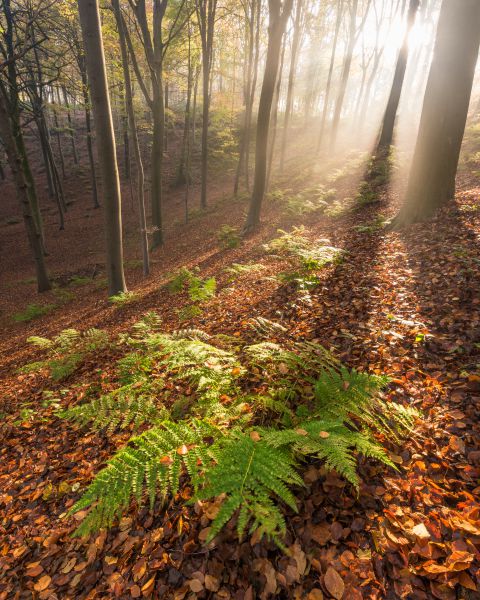 Betoverend bos