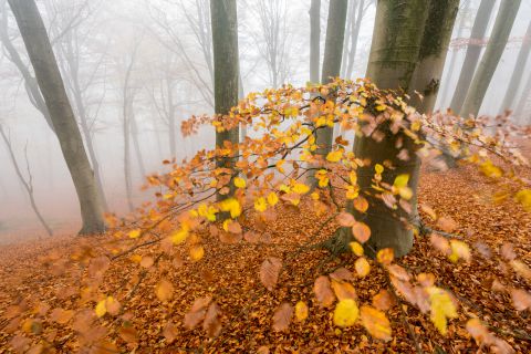 Herfst in het Muziekbos