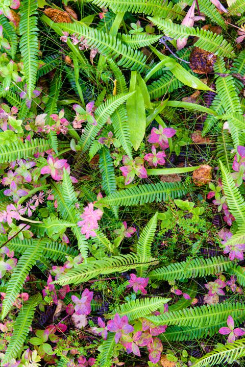 Kleurrijke toendra tijdens de herfst