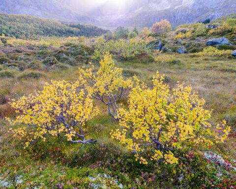 Toedra tijdens de herfst