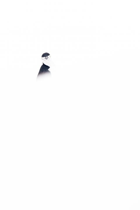 Stormbandpinguïn