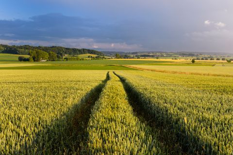 Graanveld op de Rotelenberg