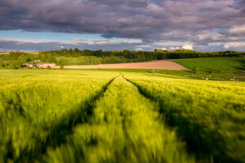 Gerstveld in de wind