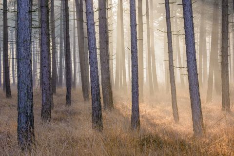 Dennebos