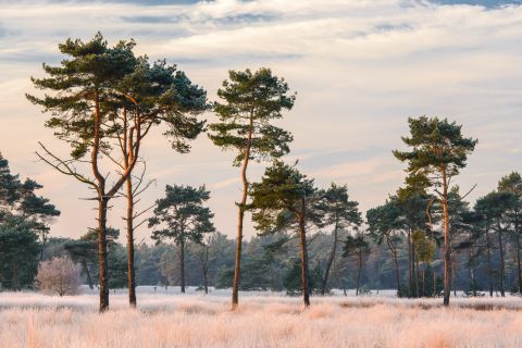 Kalmthoutse heide
