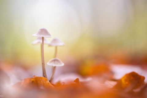 Mycena