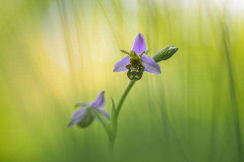 Bijenorchis