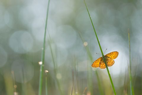 Ringoogparelmoervlinder in tegenlicht België