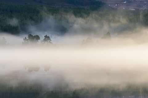 Mistige bomen bij Loch Morlich