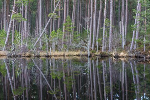 Reflecties in Loch Mallachie