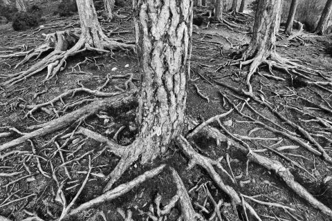 Wortels van bomen