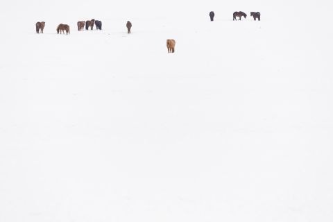 Paarden in de sneeuw