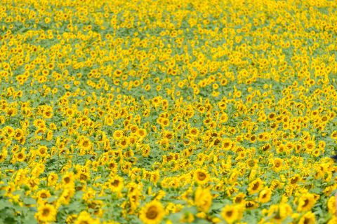 Zonnebloemveld