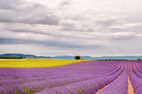 Lavandel- en zonnebloemveld