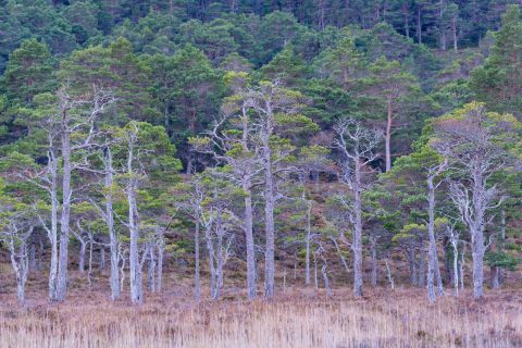 Rothiemurchus Forest
