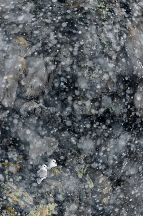 Noordse stormvogels in de sneeuw