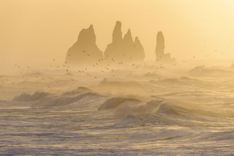 Vogels in de storm