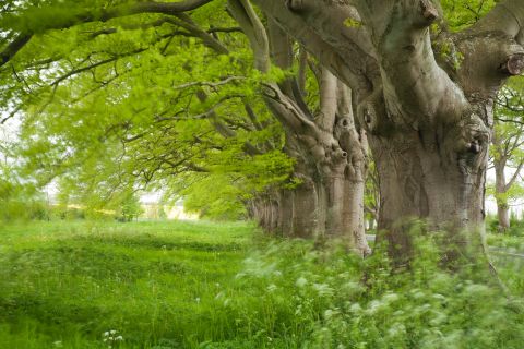 Imposante eiken en fluitenkruid in Dorset