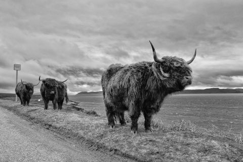 Hooglanders