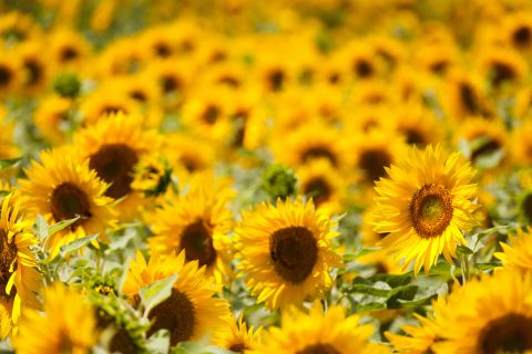 Zonnebloemen