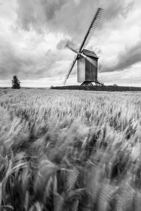 Molen en graanveld