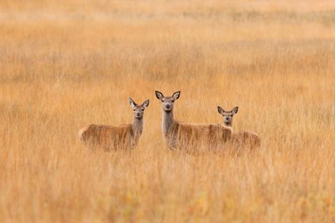 Familie Herten