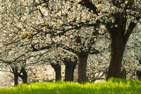 Kersenboomgaard