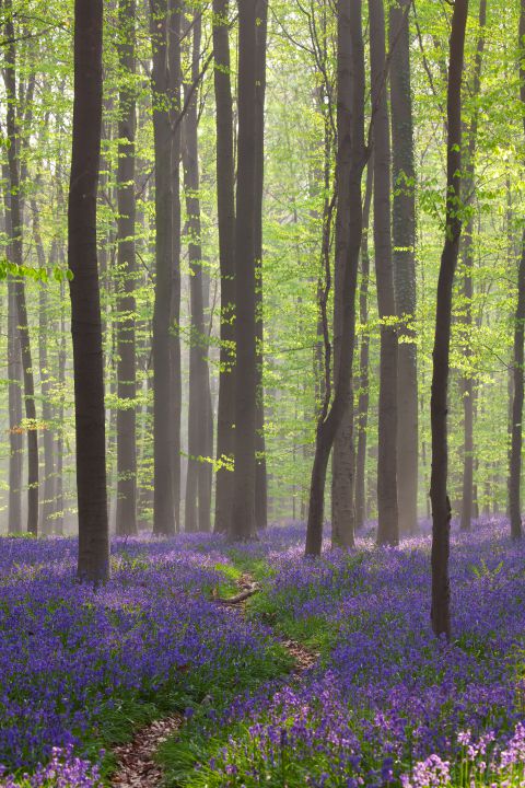 Nevelige ochtend in het Hallerbos