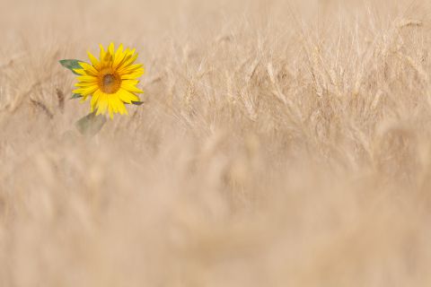 Zonnebloem in graanveld