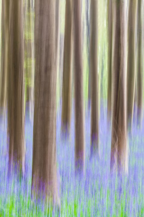 Abstracte versie van het Hallerbos