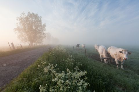 Koeien in de Langemeersen