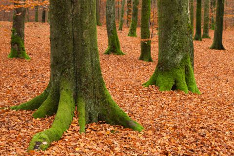 Boslandschap in de Ardennen
