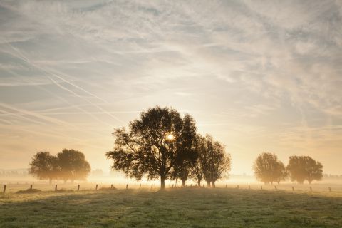 Verlichte wilgen