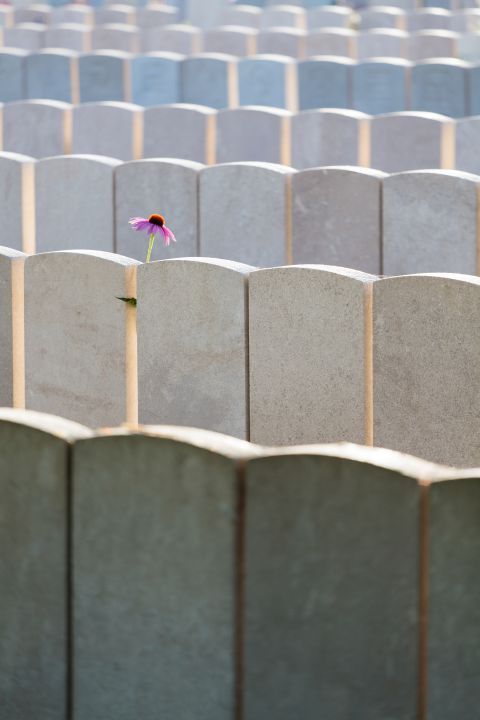 Bloem tussen de grafstenen