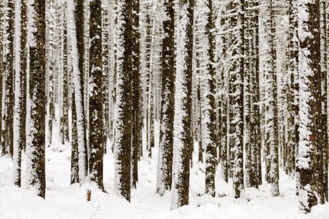 Besneeuwd sparrenbos